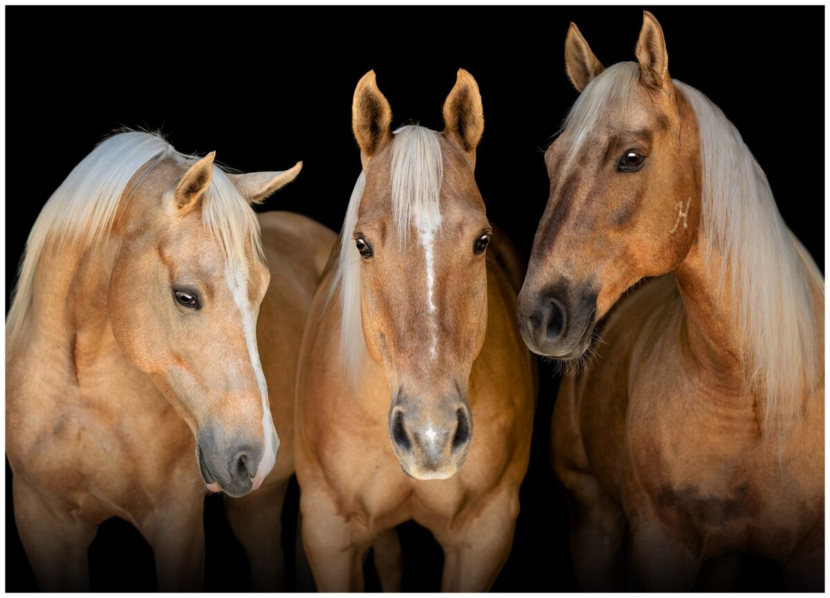 Palomino Barrel racing horses in Ocala, FL. Equine fine art composite of three horses.