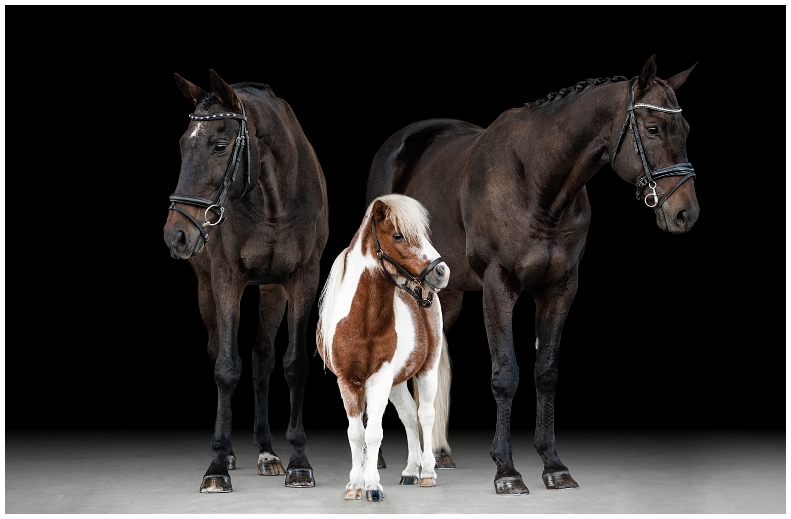 Fine art equine portrait of two Thoroughbreds and a miniature horse.
