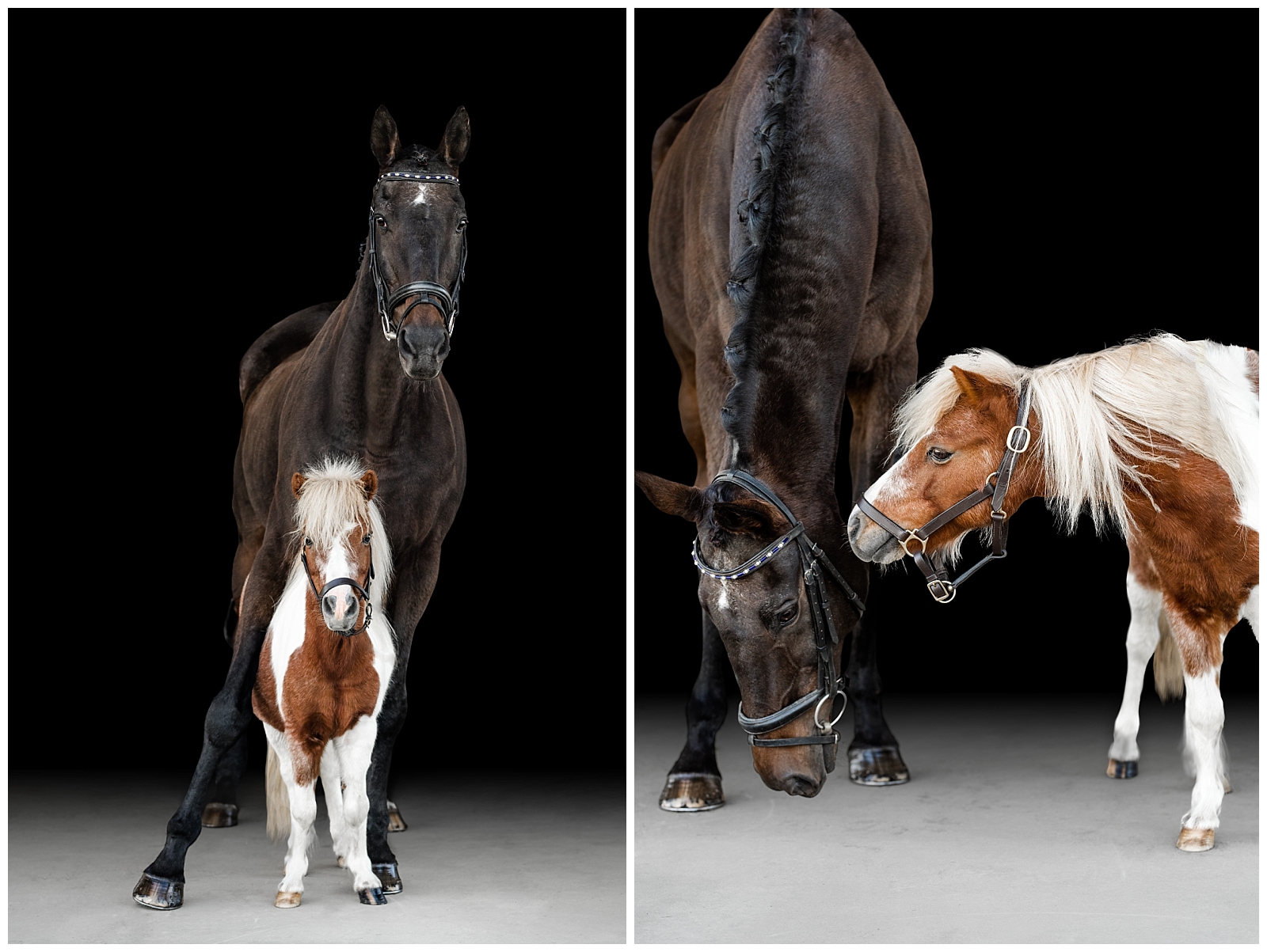 A Thoroughbred and a Miniature horse are bestfriends. Photographed together on a black background in Northwest Florida. Painted Oak Photography.