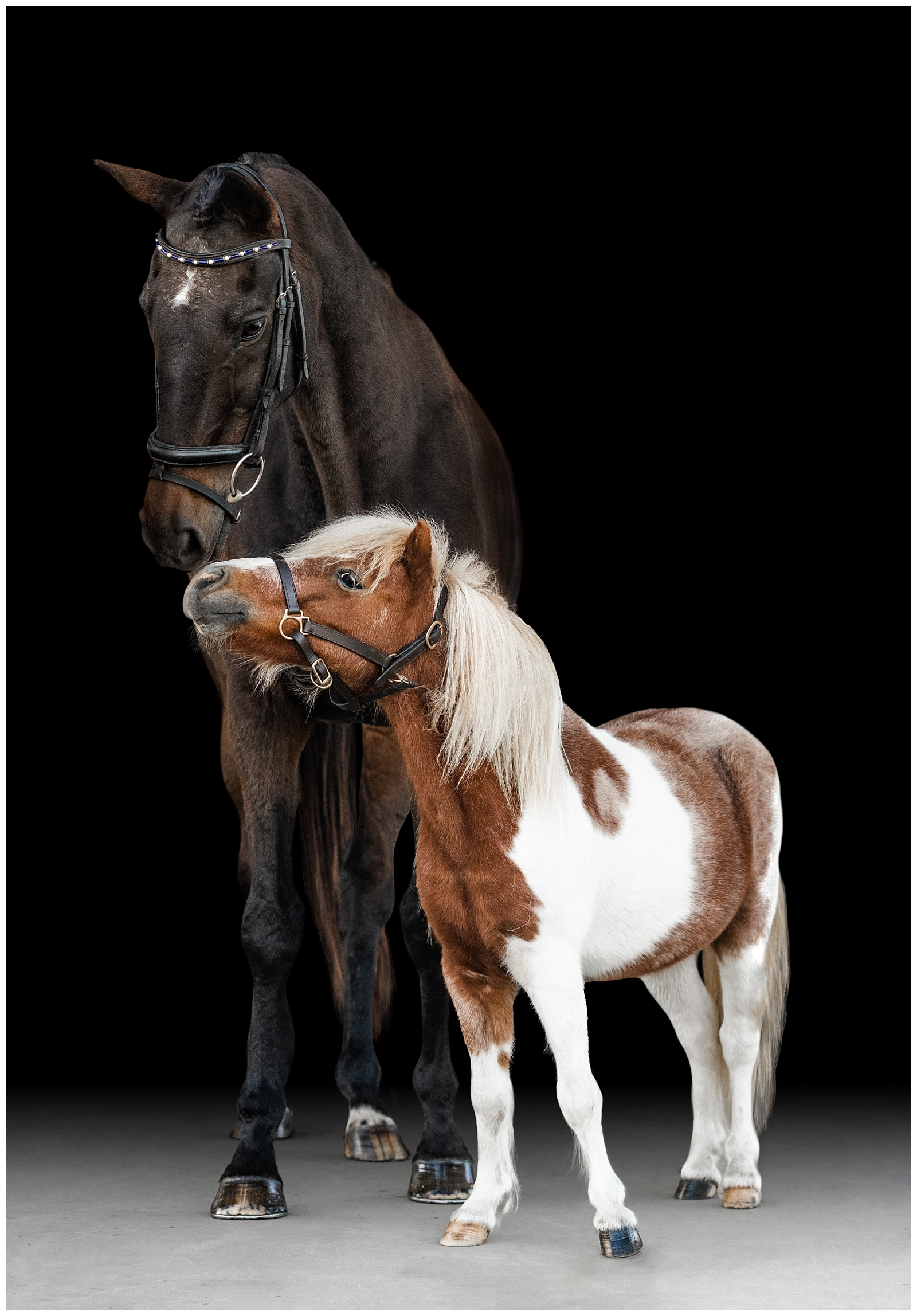A Thoroughbred and a Miniature horse are bestfriends. Photographed together on a black background in Northwest Florida. Painted Oak Photography.