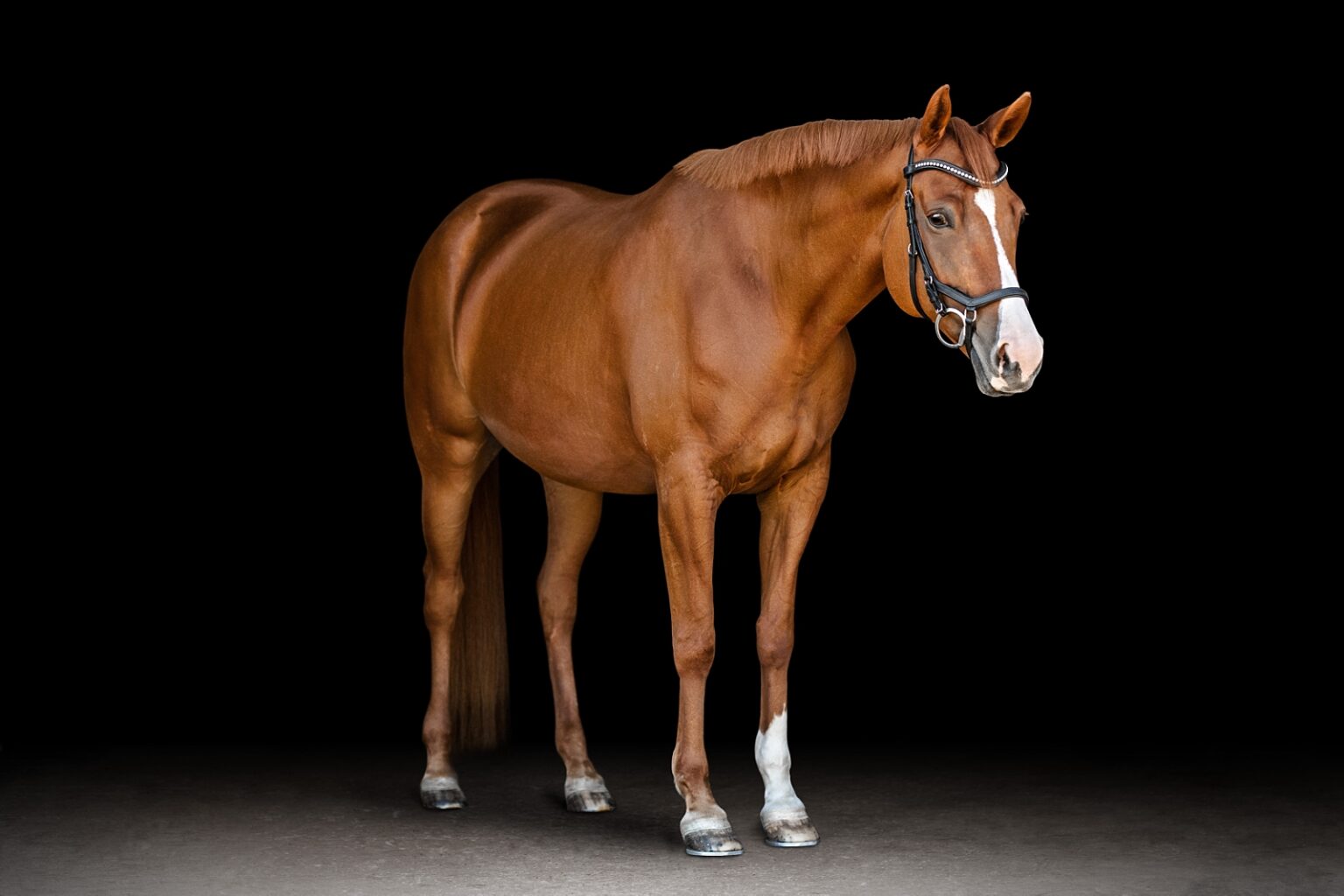 Tallahassee equine fine art by professional photographer. Chestnut warmblood mare on black background.