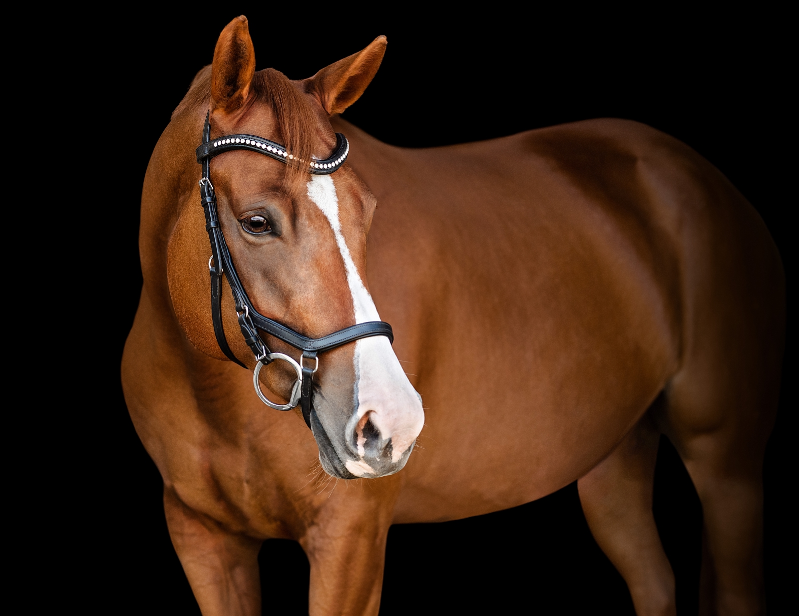 Tallahassee equine fine art by professional photographer. Chestnut warmblood mare on black background.