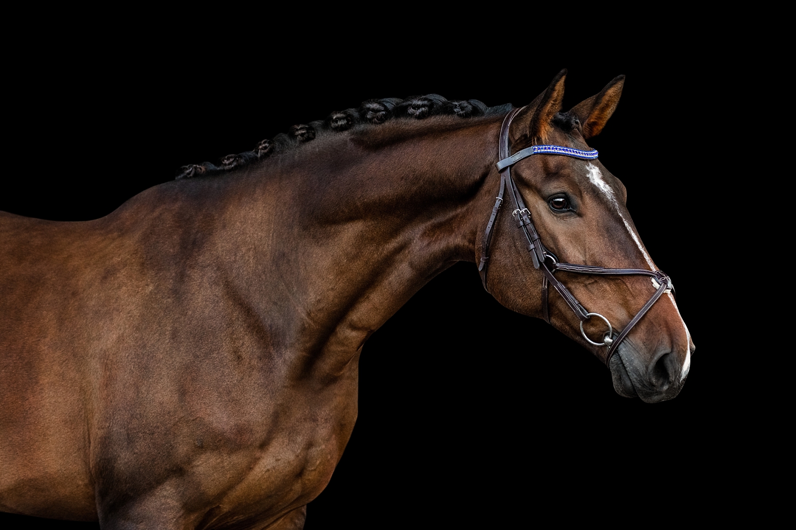 Quirador, photographed at Little Star Stables, Graceville, FL.