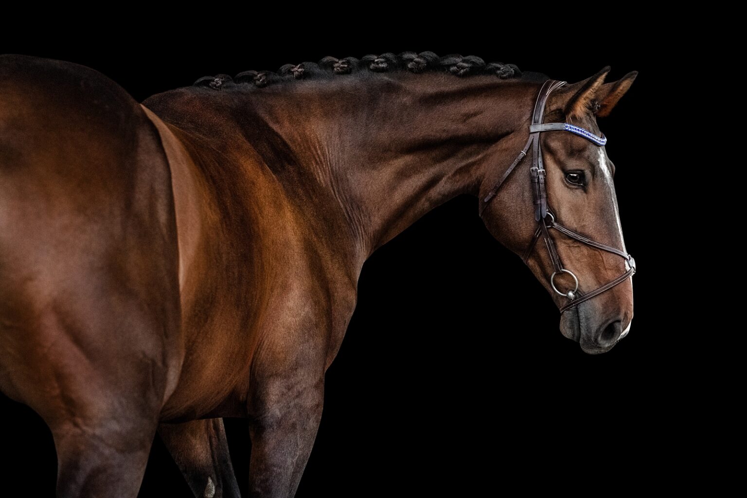Quirador, photographed at Little Star Stables, Graceville, FL.