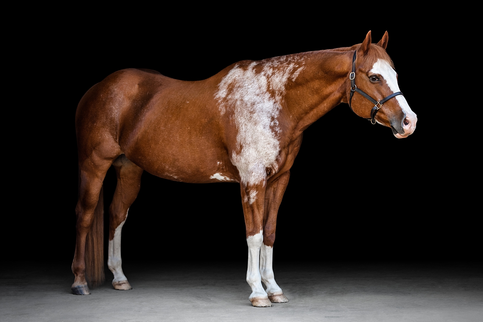 Chestnut paint horse with cool shoulder marking and a lot of chrome poses for black background fine art photo in Thomasville, Georgia.