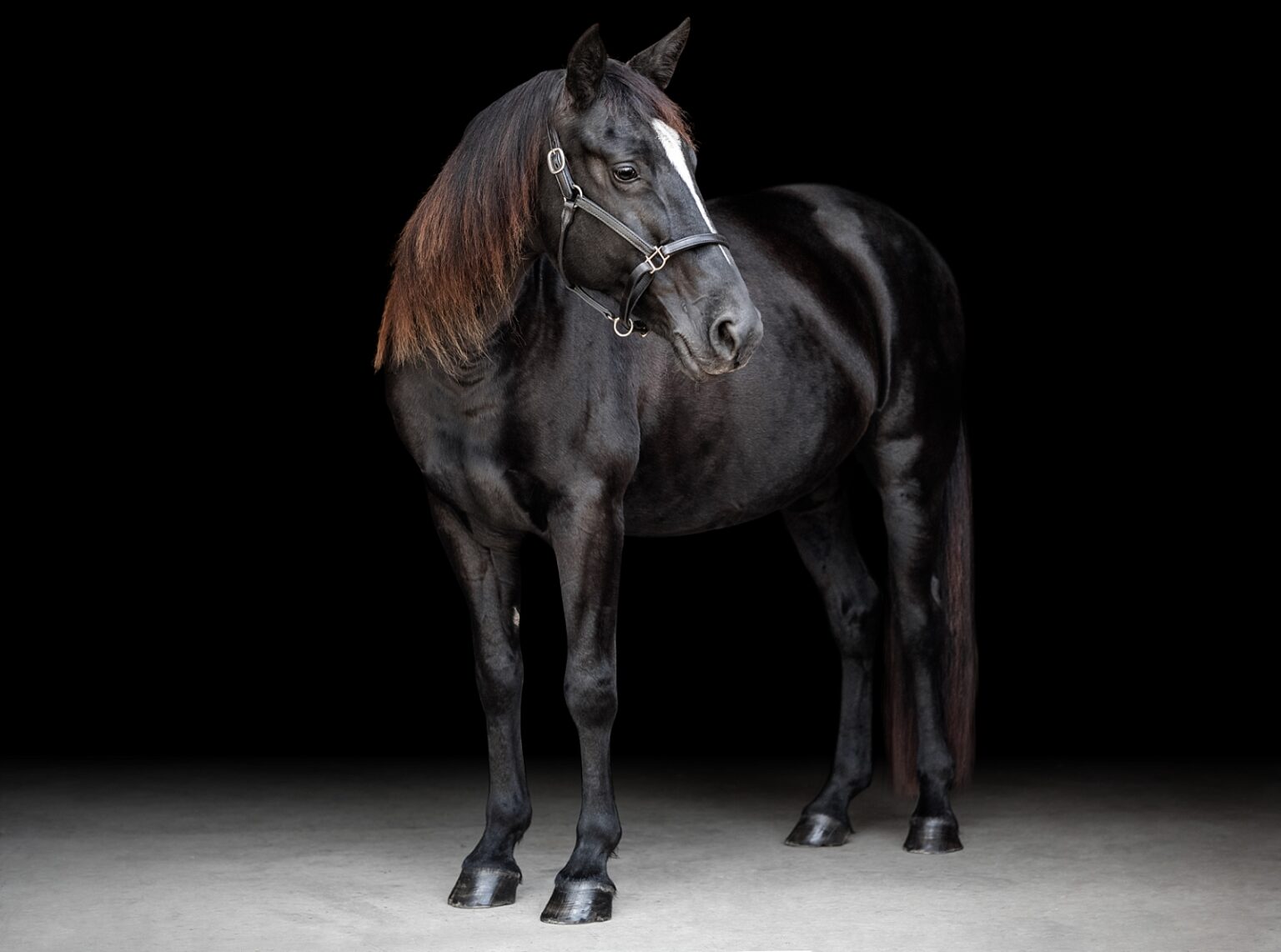 Black Tennessee Walking Horse mare photographed in South Georgia on a black background.