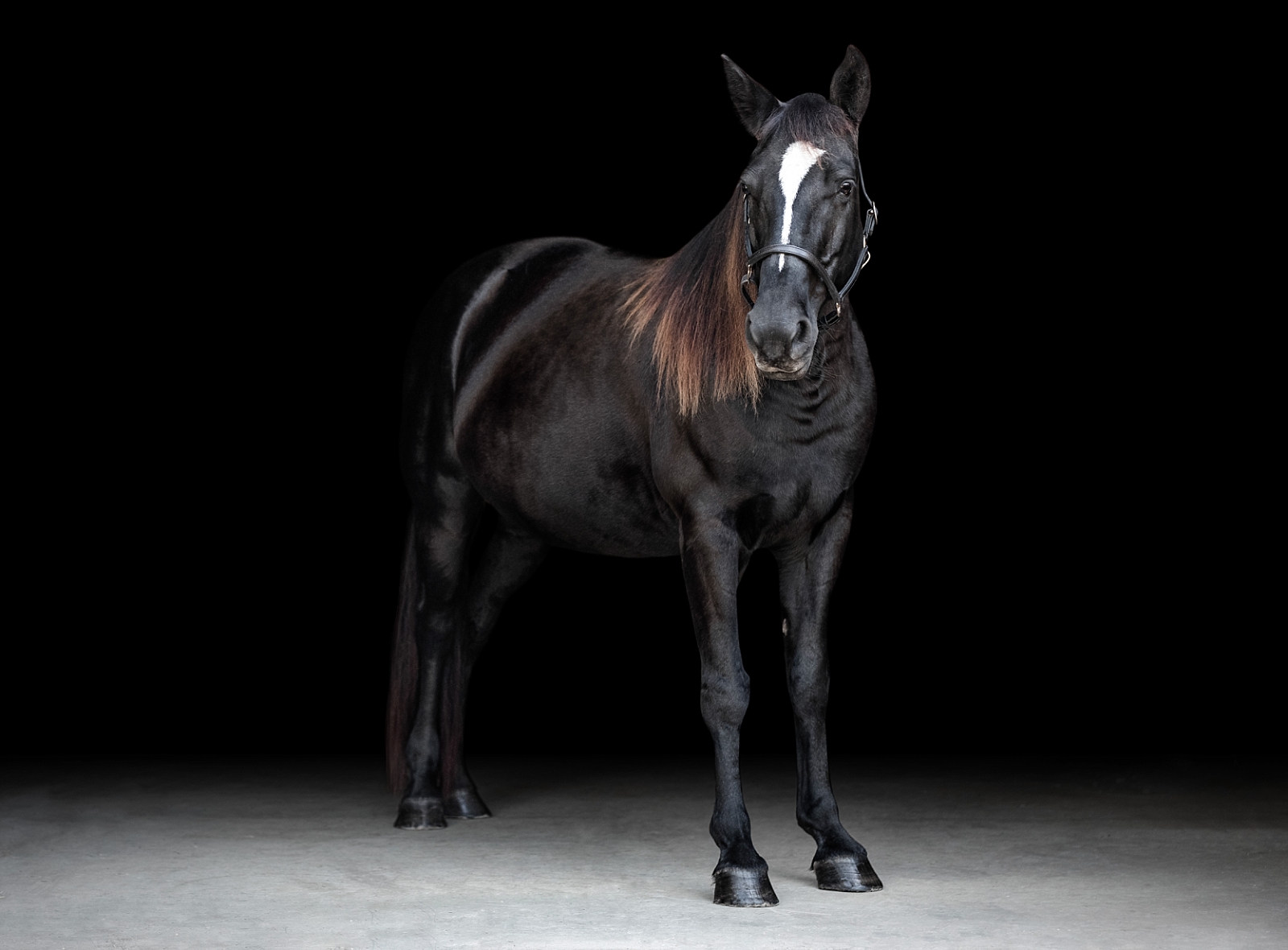 Black Tennessee Walking Horse mare photographed in South Georgia on a black background.