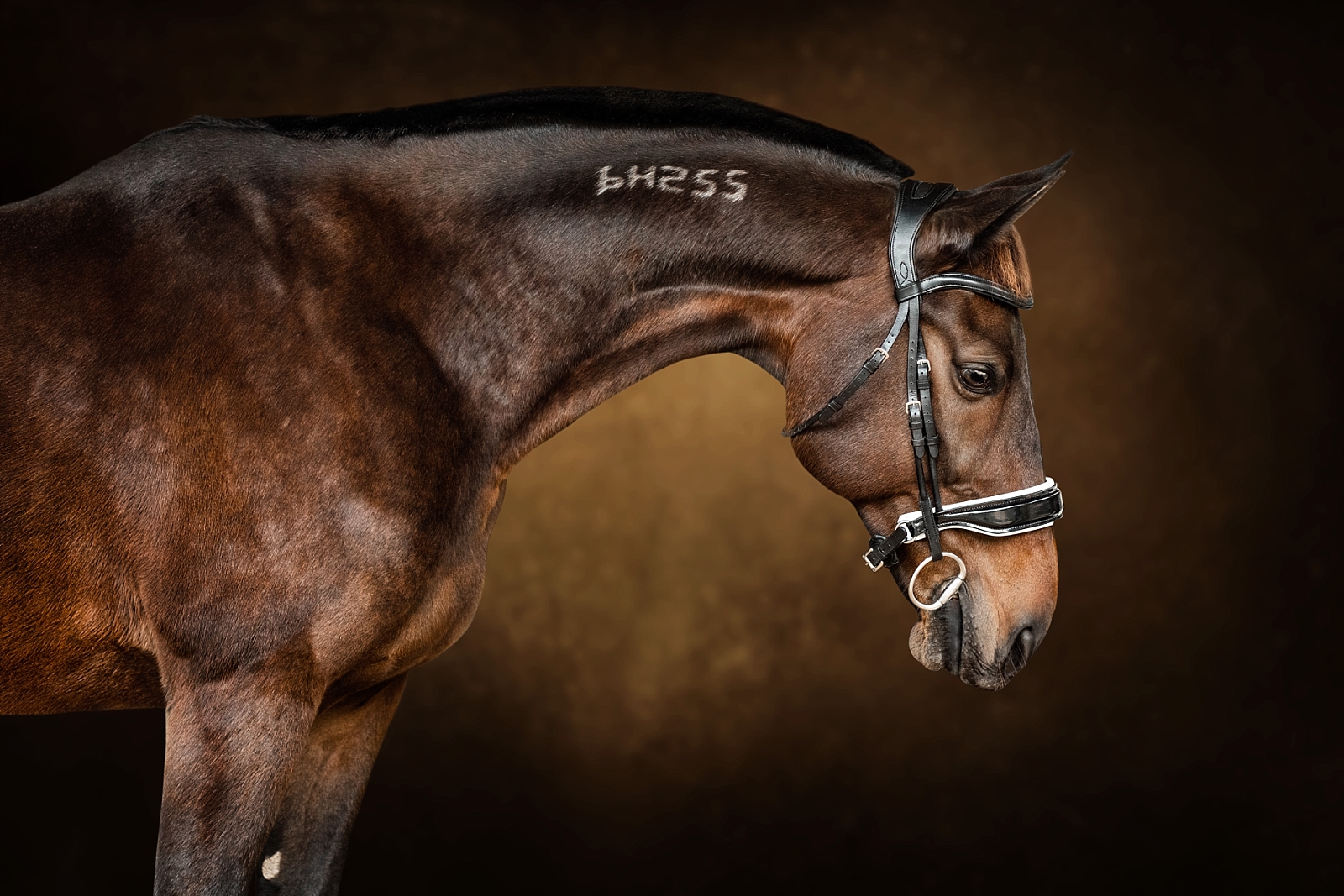Standardbred horse with tattoo on fine art background with gold hues.