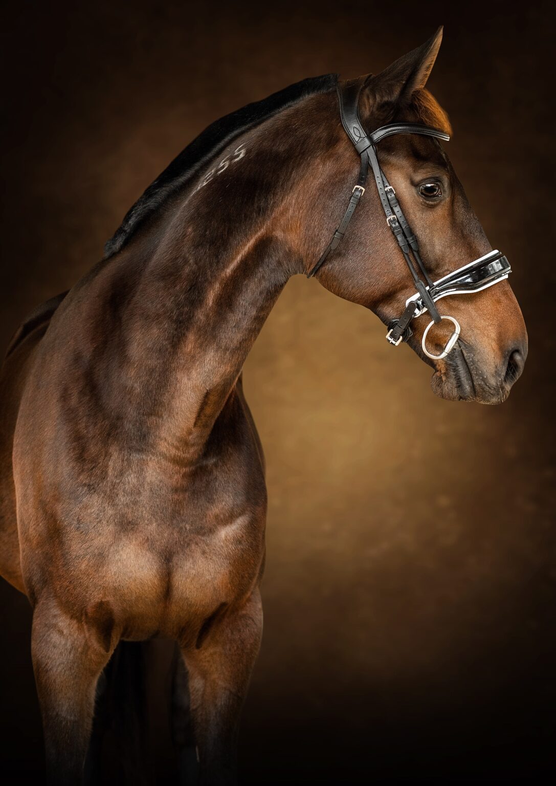 Standardbred horse fine art background with tattoo with gold hues.