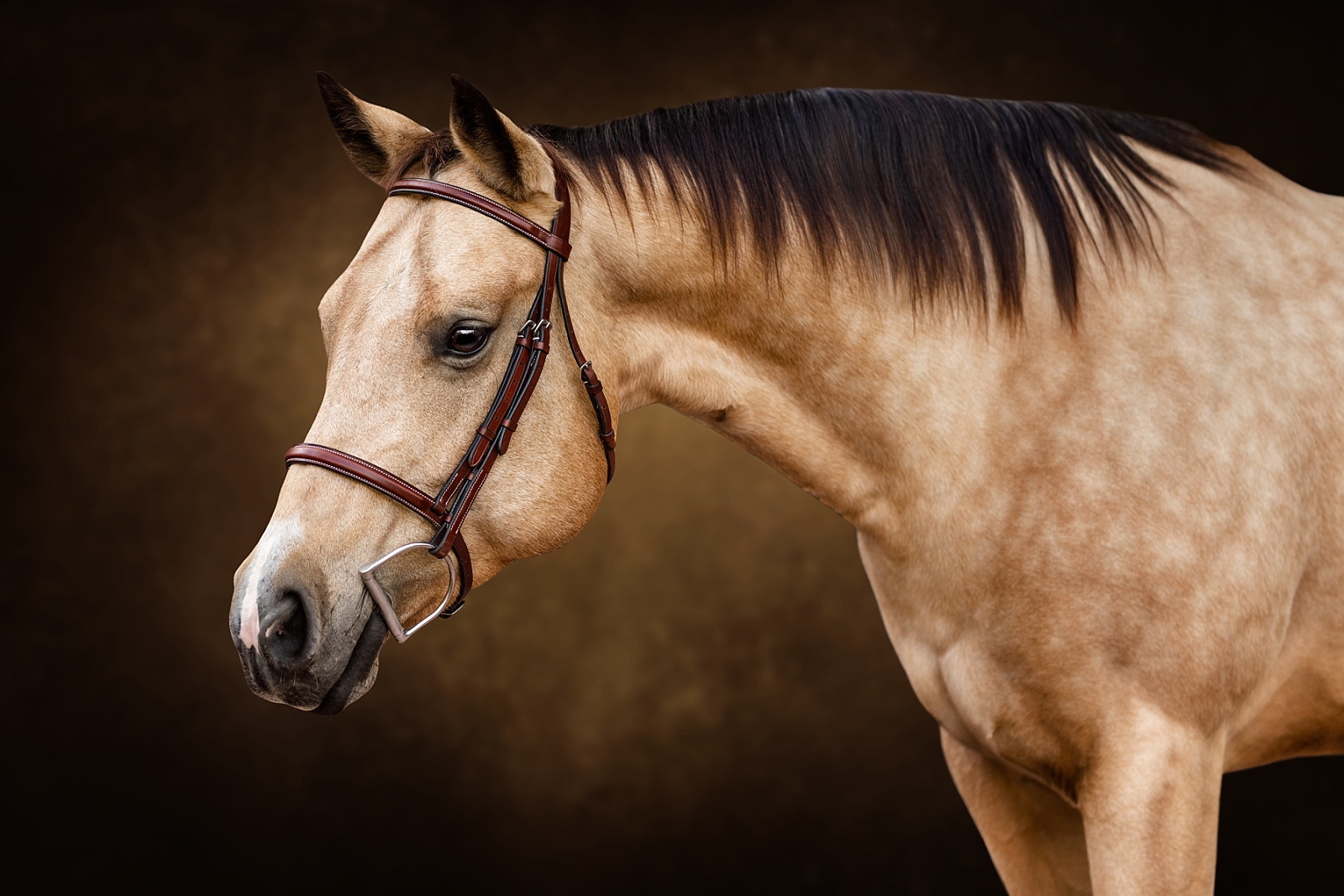 Photos of buckskin horse with gorgeous dapples on black background in South Georgia.