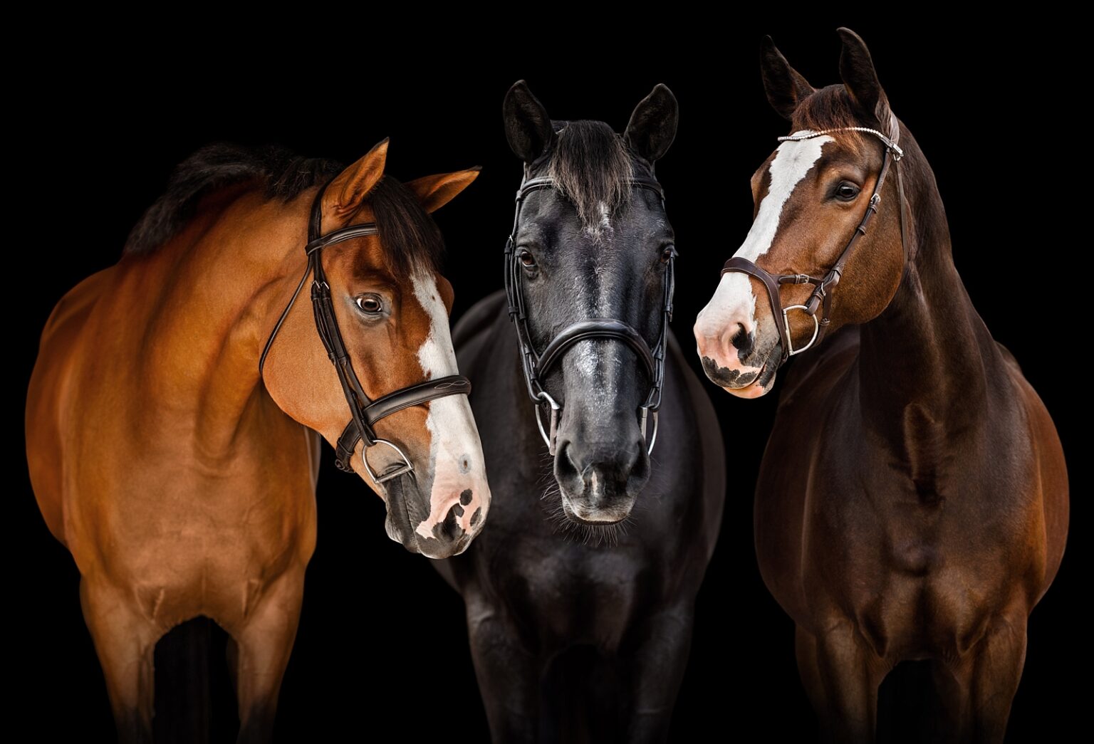 Fine art equine photographer near Tallahassee FL. Black background equine photo with multiple horses.