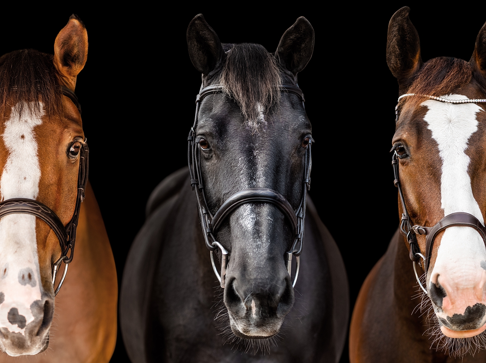 Fine art equine photographer near Tallahassee FL. Black background equine photo with multiple horses.
