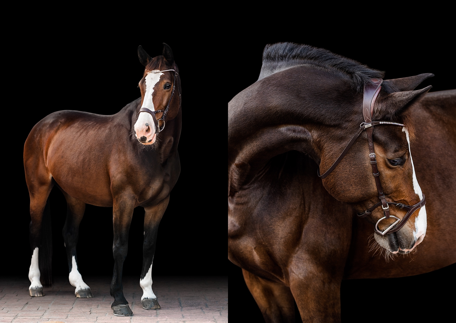 Warmblood jumper mare photographed on black background by professional horse photographer near Tallahassee FL.