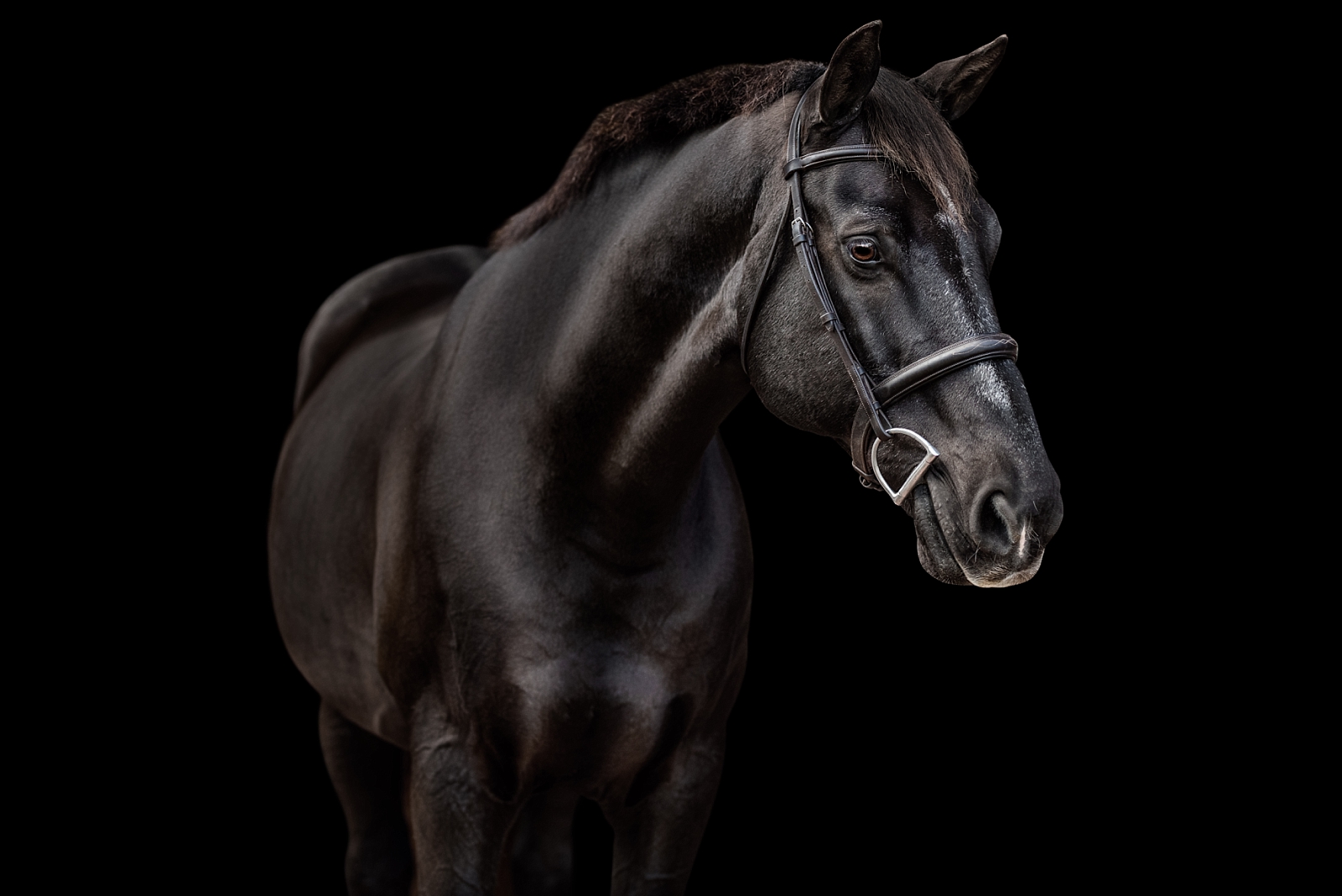 Black hunter jumper warmblood gelding photographed on black background by horse photographer near Tallahassee FL.