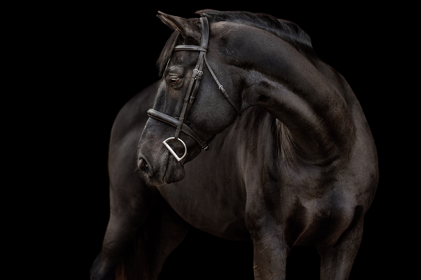 Black hunter jumper warmblood gelding photographed on black background by horse photographer near Tallahassee FL.