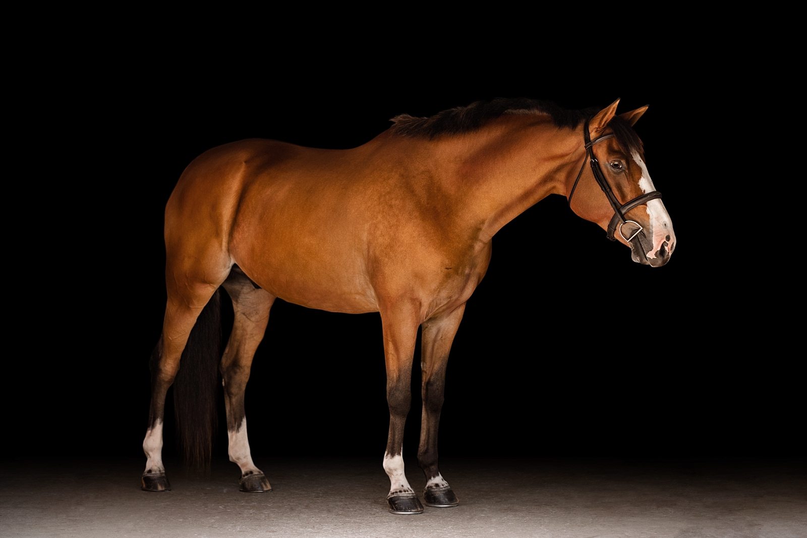 Cute bay hunter jumper gelding photographed on black background by photographer near Tallahassee FL.