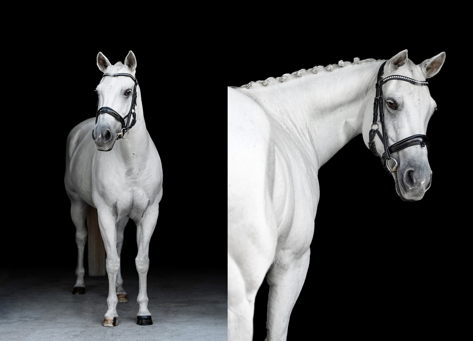 Equine fine art photography in Jacksonville Florida takes photos of grey dressage mare with braids.