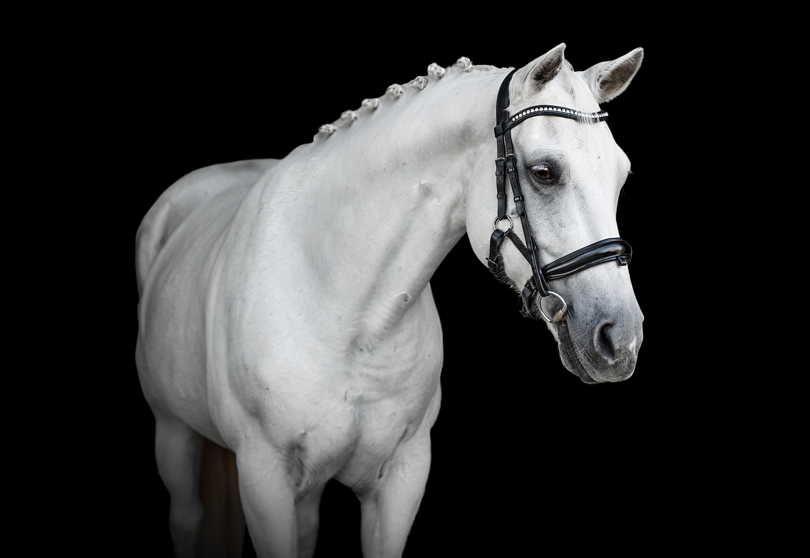 Equine fine art photography in Jacksonville Florida takes photos of grey dressage mare with braids.