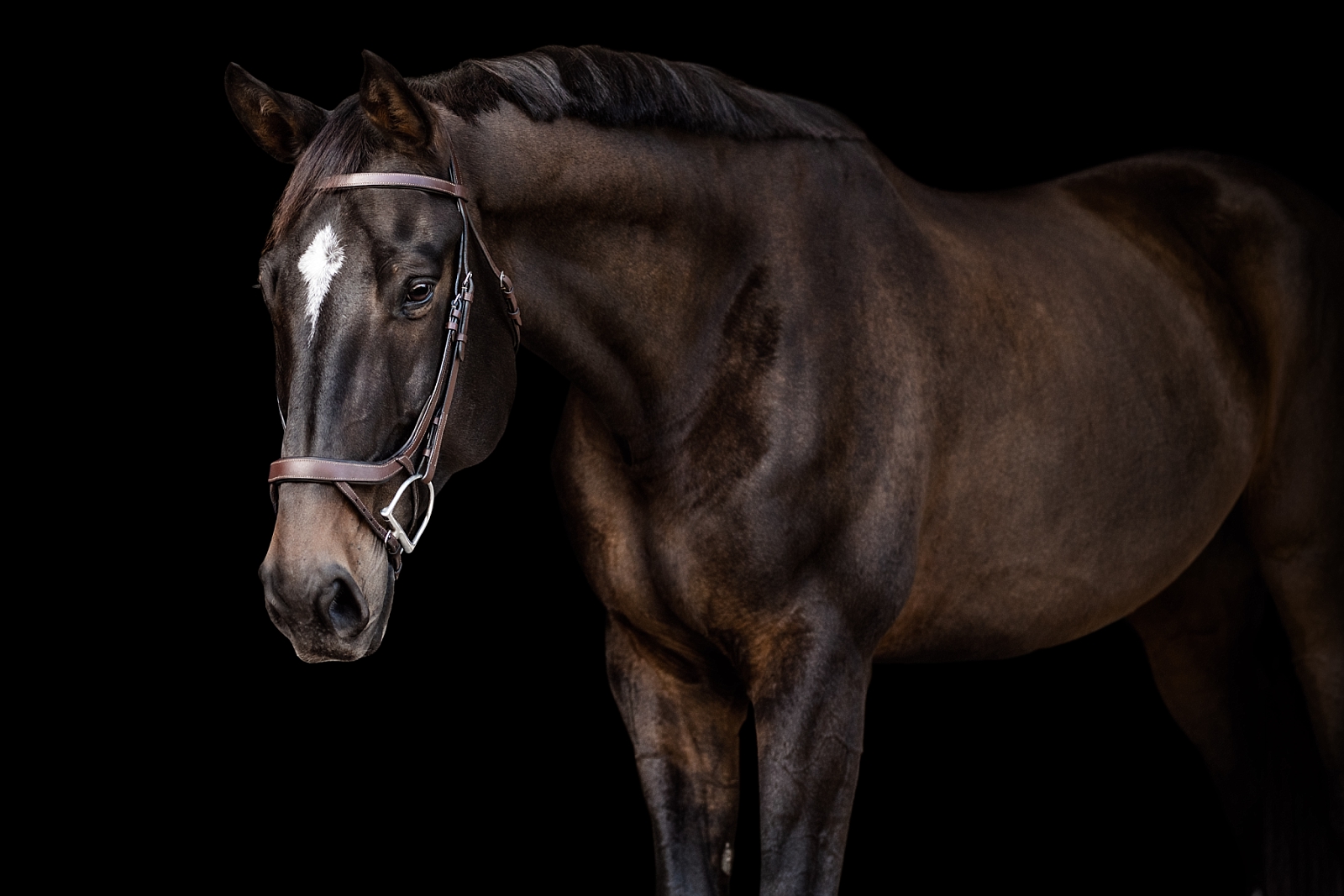 Gorgeous jumper gelding photographed on a black background in fine art form near Gainesville, FL at Archer Farms.
