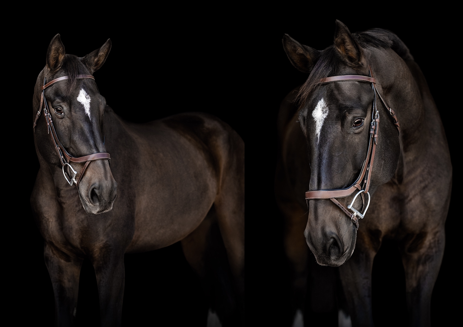 Gorgeous jumper gelding photographed on a black background in fine art form near Gainesville, FL at Archer Farms.