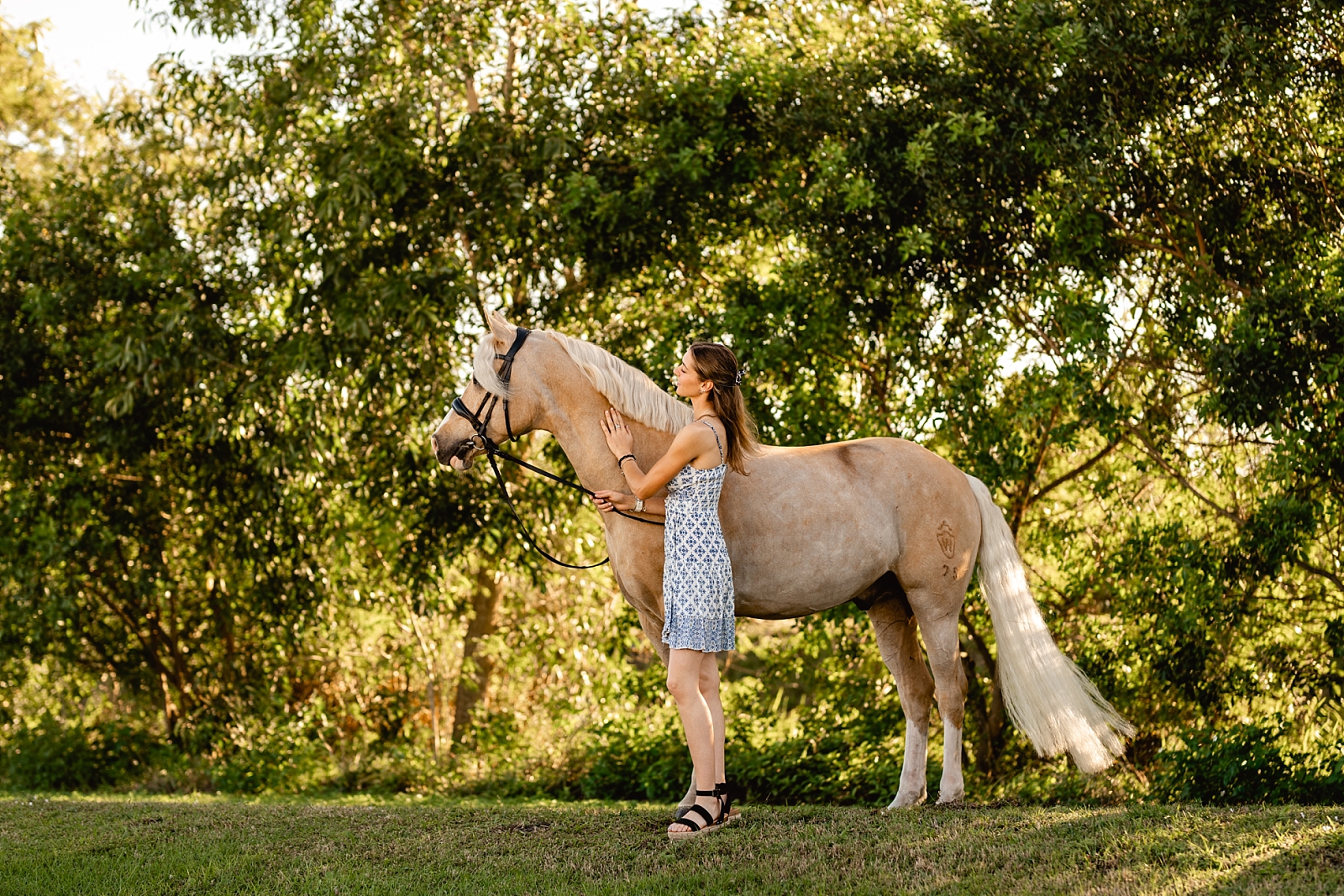 Florida equine photographer takes photos of palomino German Riding Pony in Wellington, Florida.