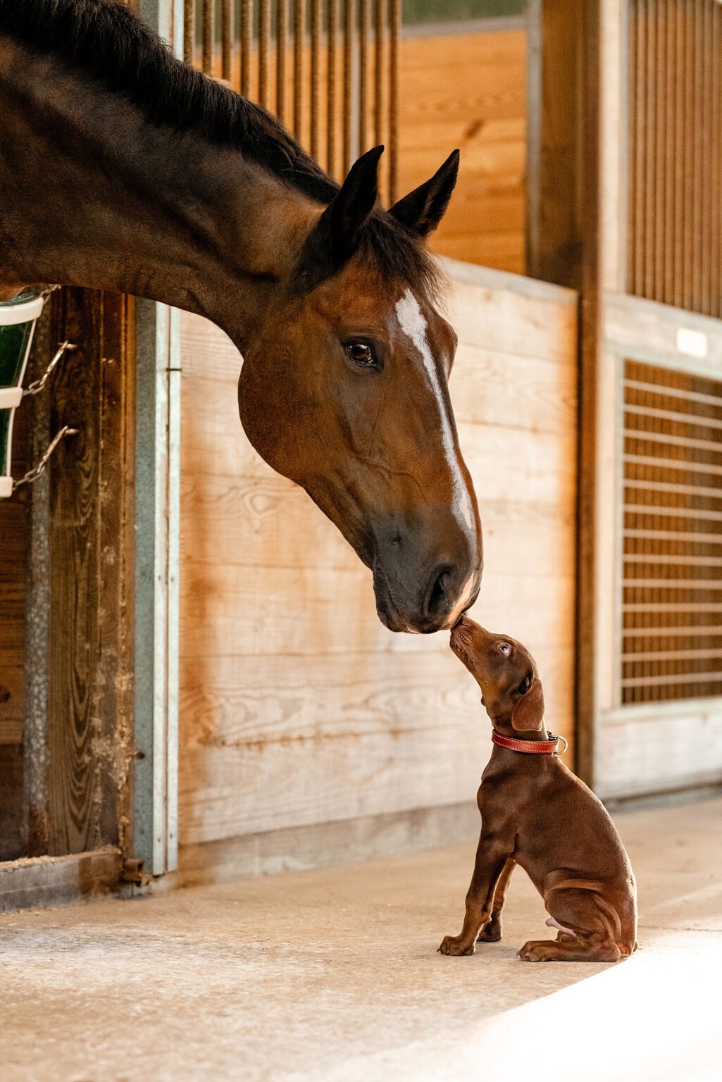 Cute photo of horse with his head outside of a stall door sniffing a puppies nose. Horse and puppy.