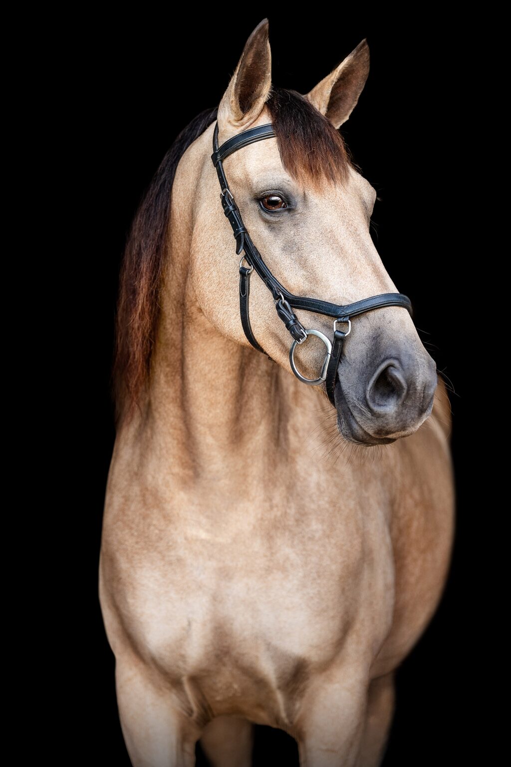 Halley photographed at horse boarding near Tallahassee, FL. Buckskin sporthorse mare.