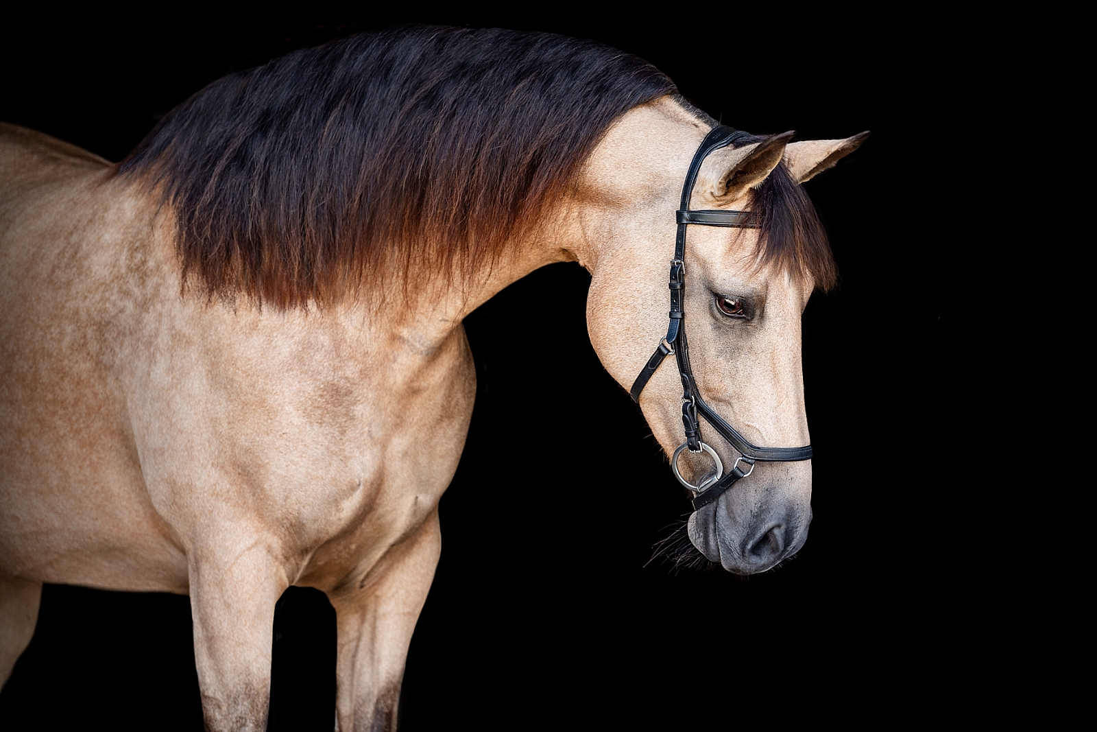 Halley photographed at horse boarding near Tallahassee, FL. Buckskin sporthorse mare.