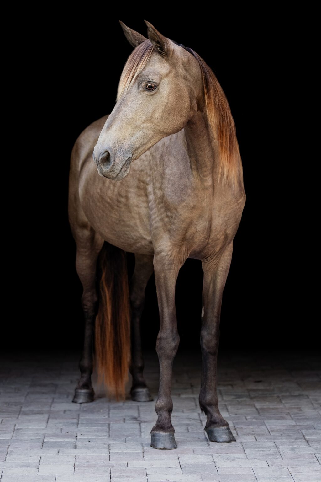 Horse art in Ocala of unique colored Tennessee Walking Horse mare by professional equine photographer in Florida.