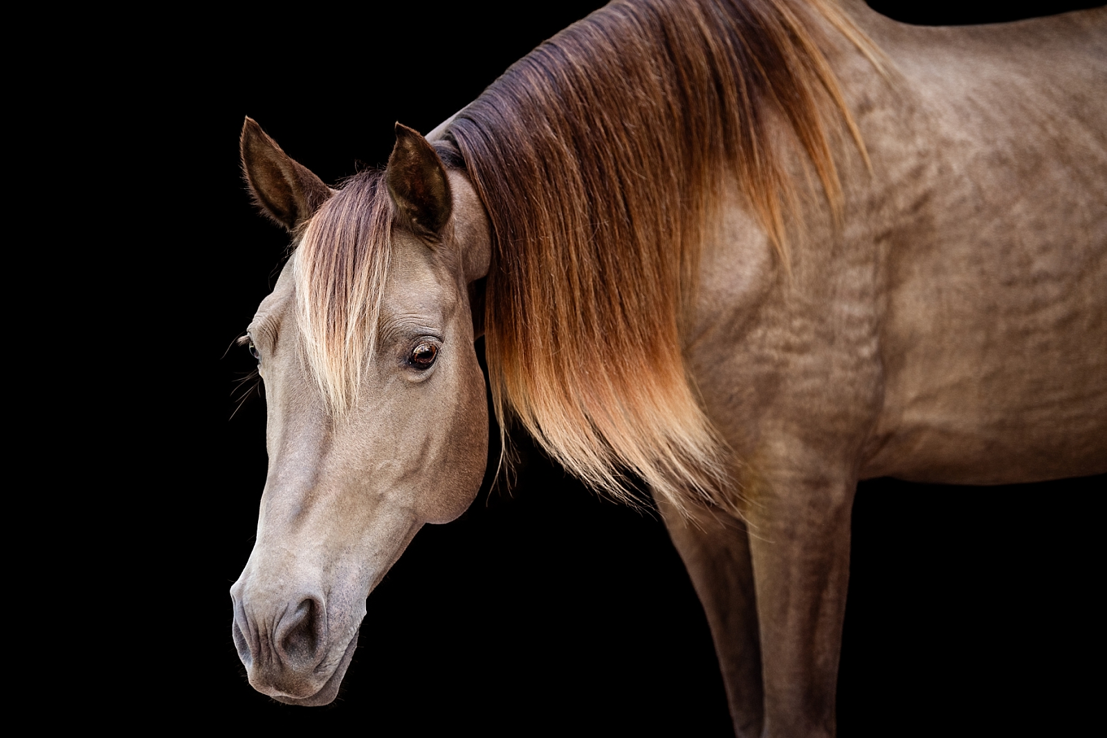 Horse art in Ocala of unique colored Tennessee Walking Horse mare by professional equine photographer in Florida.