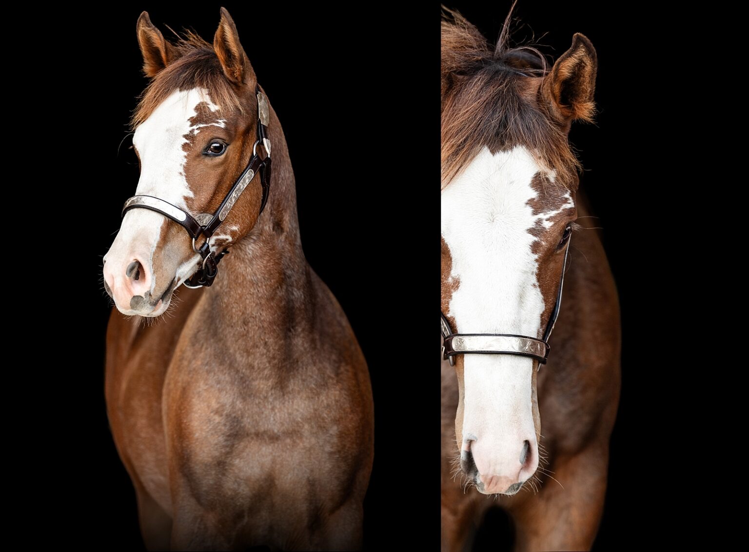 Professional Quarter Horse photographer in Tennessee takes photos of APHA yearling. Horse photographer in the Southeast. Photos of yearling horse. Fine art photos of paint horse.