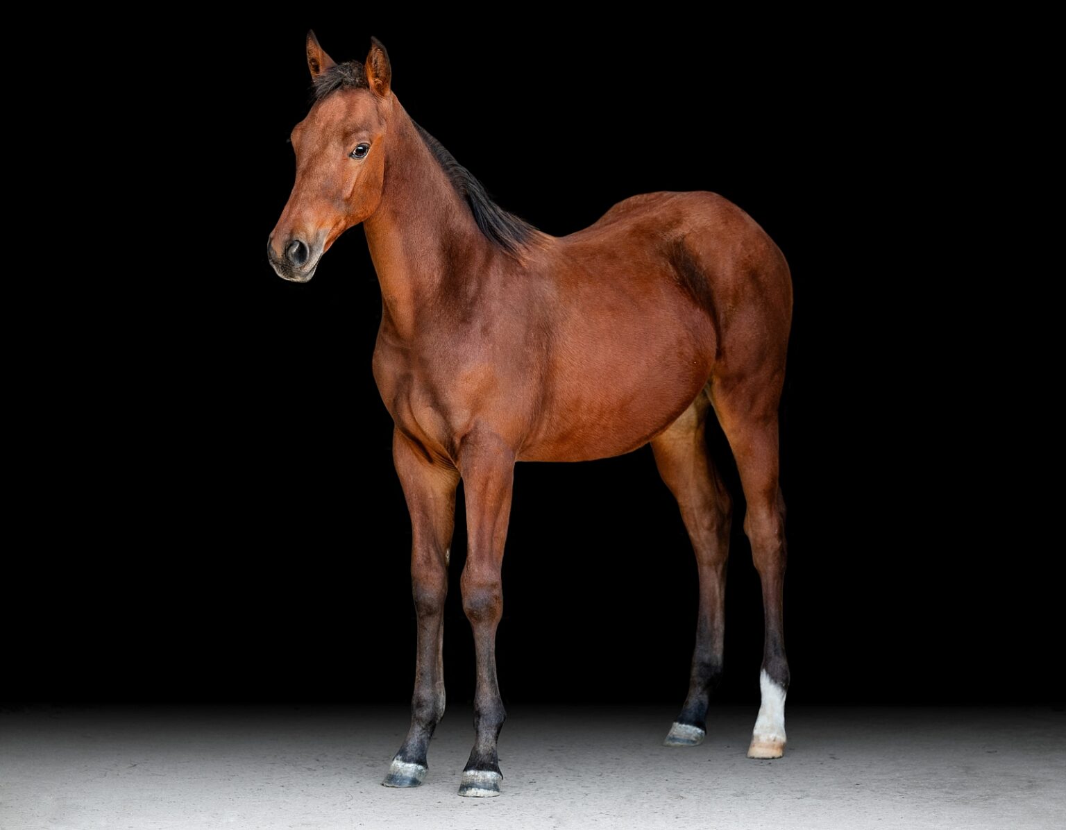 AQHA Photographer takes photos of foals against a black background. Fine art foal photography.
