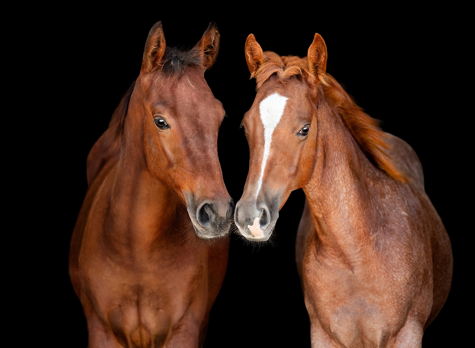 AQHA Photographer takes photos of foals against a black background. Fine art foal photography.