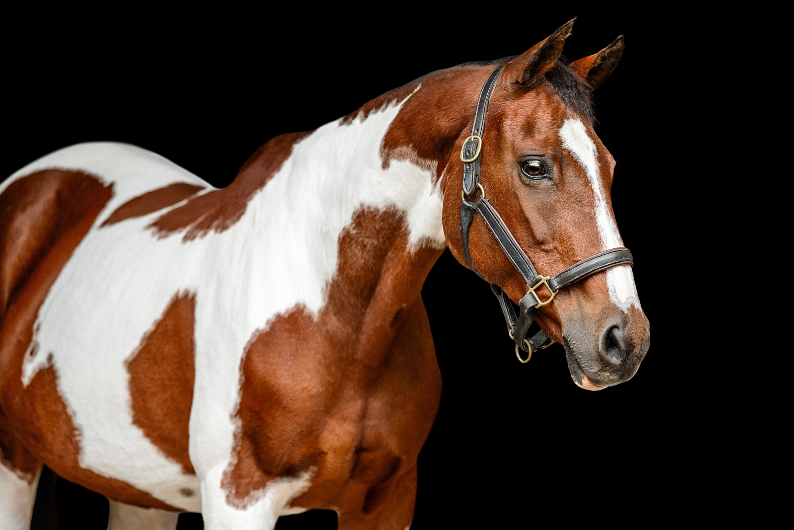 Horse photographer near Auburn, Alabama. Paint horse. Fine Art photos of horses. Black background horse photo.