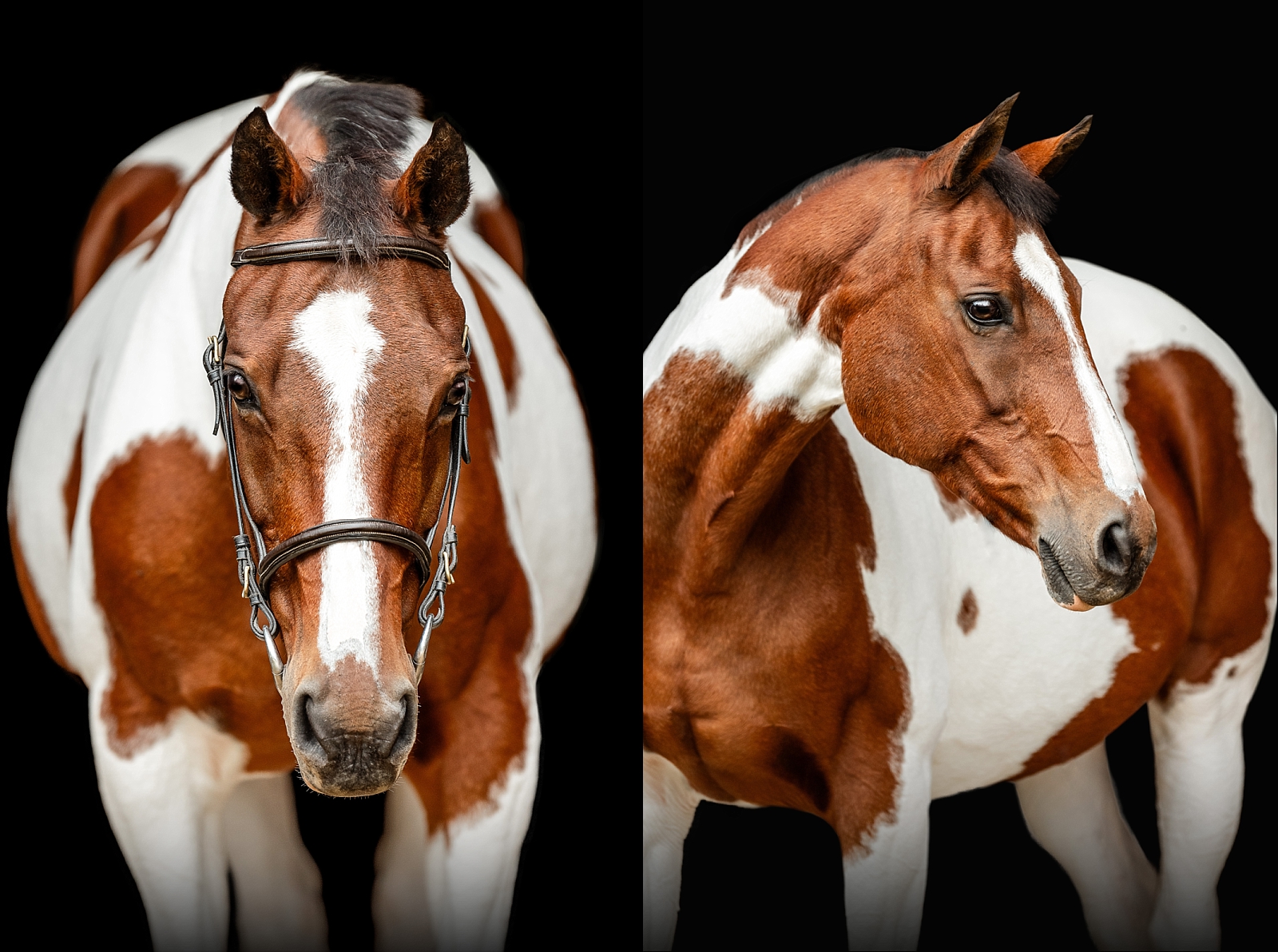 Horse photographer near Auburn, Alabama. Paint horse. Fine Art photos of horses. Black background horse photo.