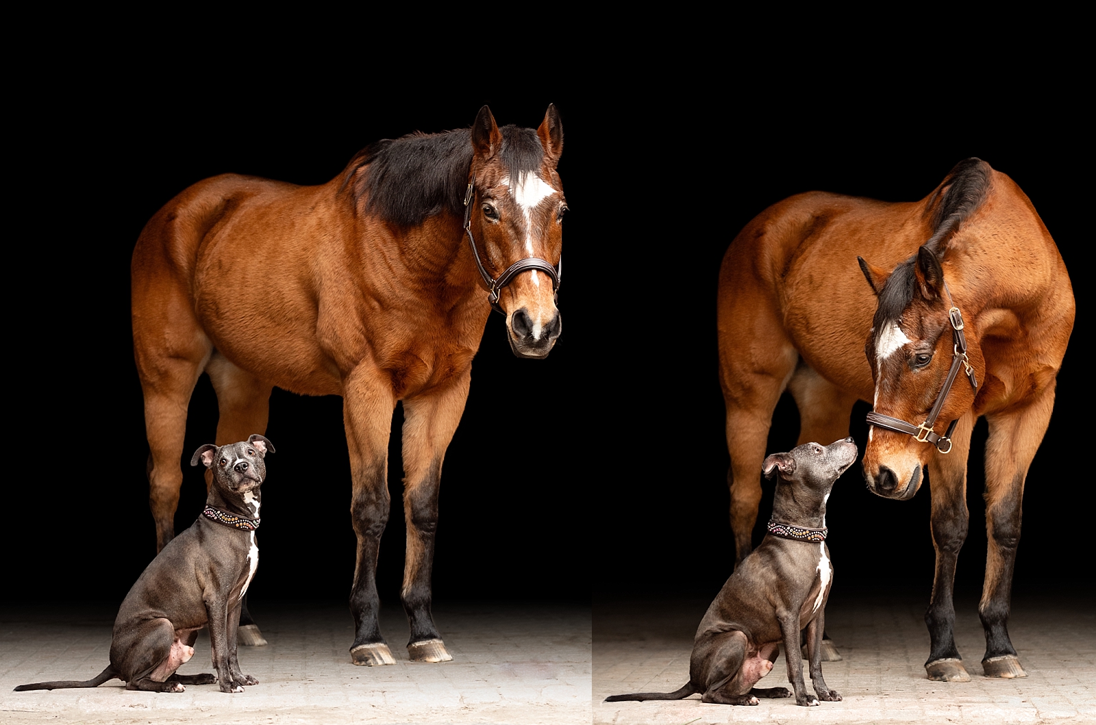 Horse photographer in Ocala, Florida. Fine art photos of retired horse and dog.