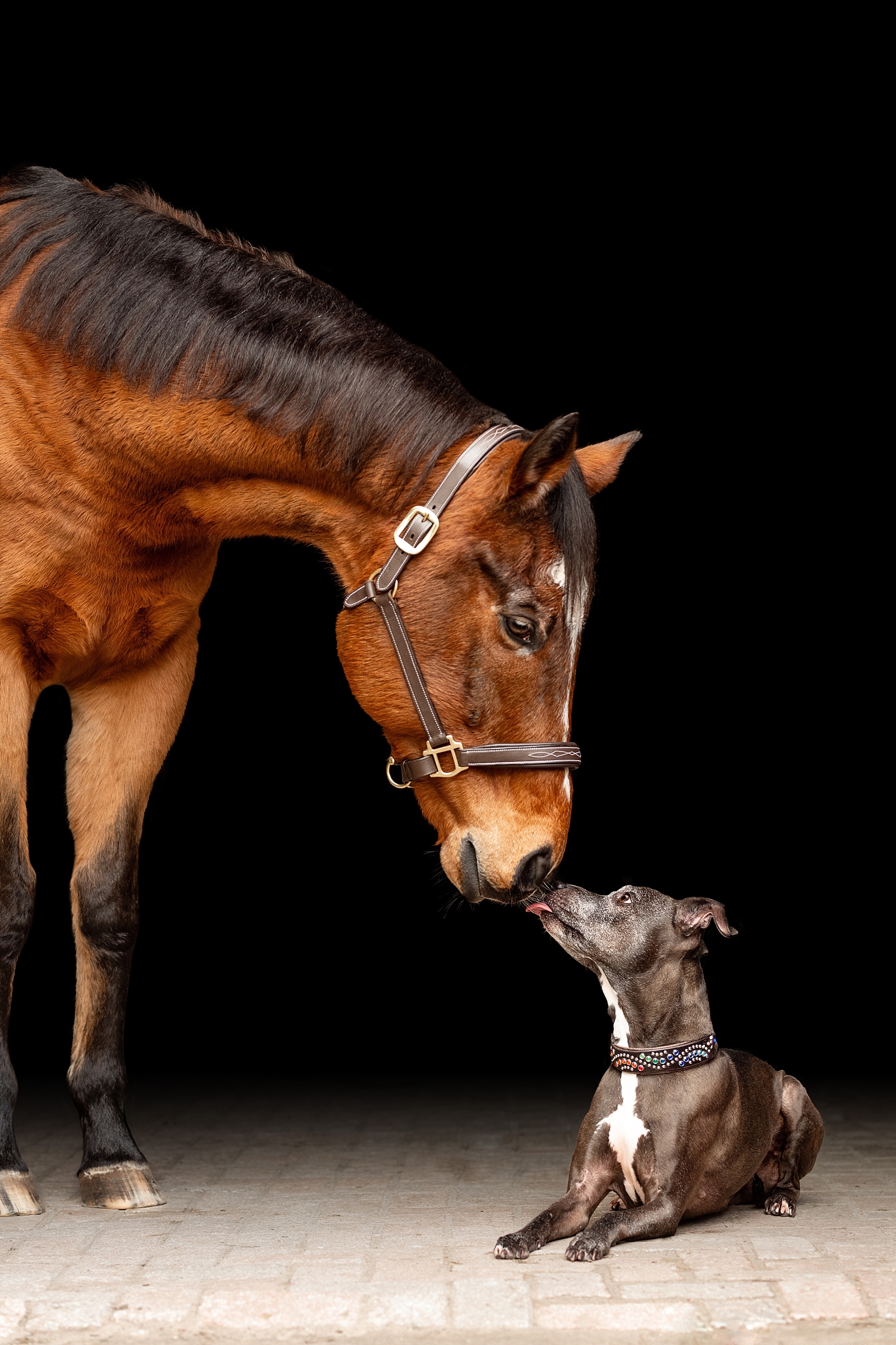 Horse photographer in Ocala, Florida. Fine art photos of retired horse and dog.