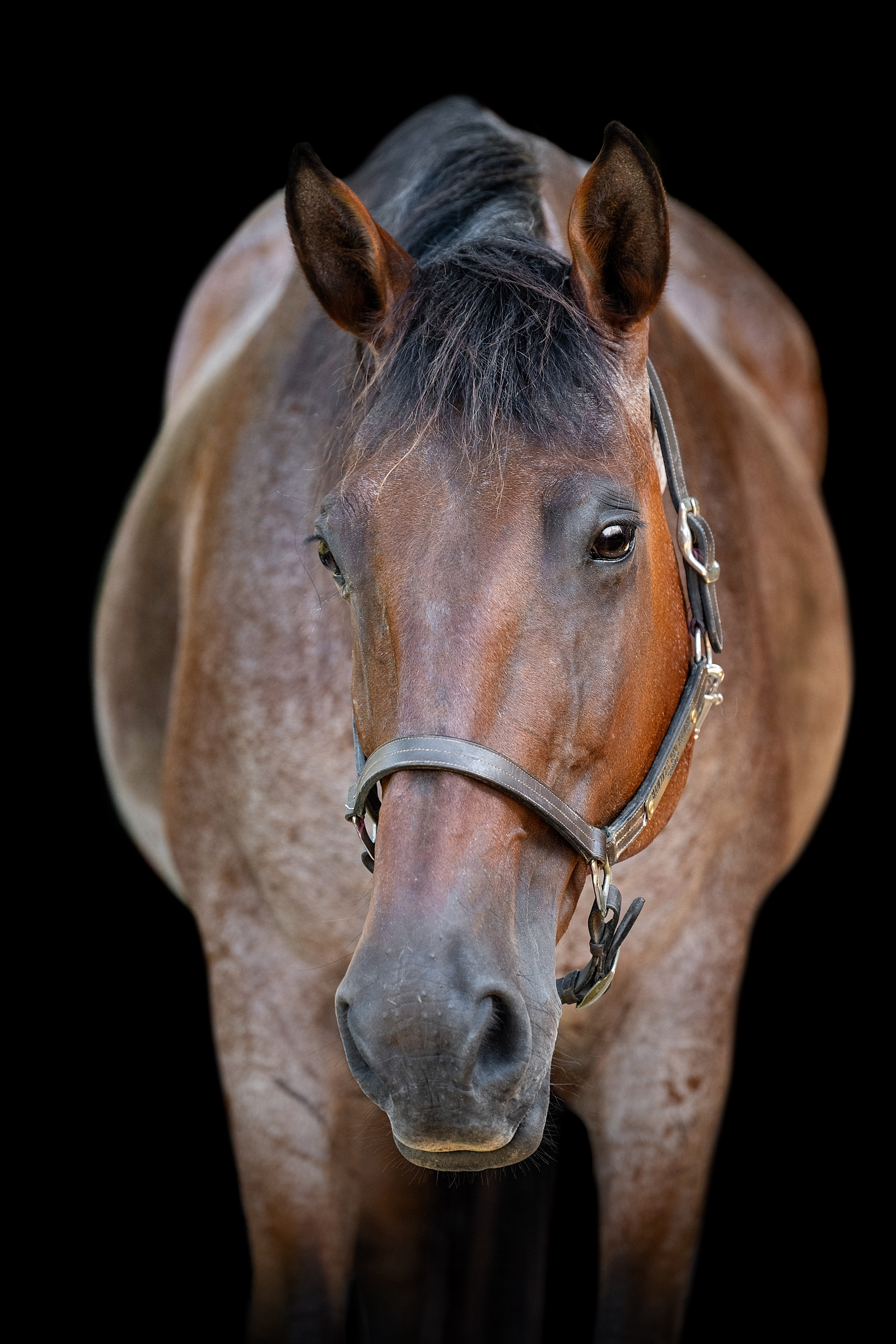 Alabama horse photographer takes black background photo of bay roan Quarter Horse gelding.