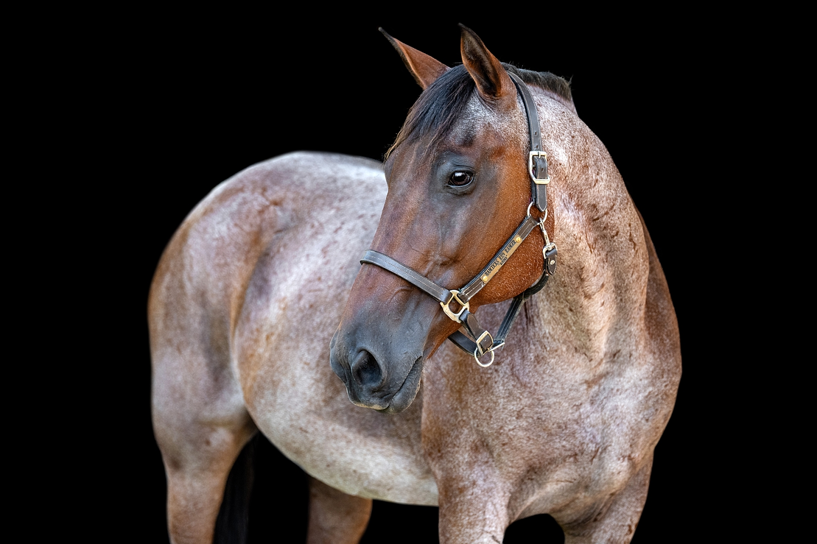 Alabama horse photographer takes black background photo of bay roan Quarter Horse gelding.