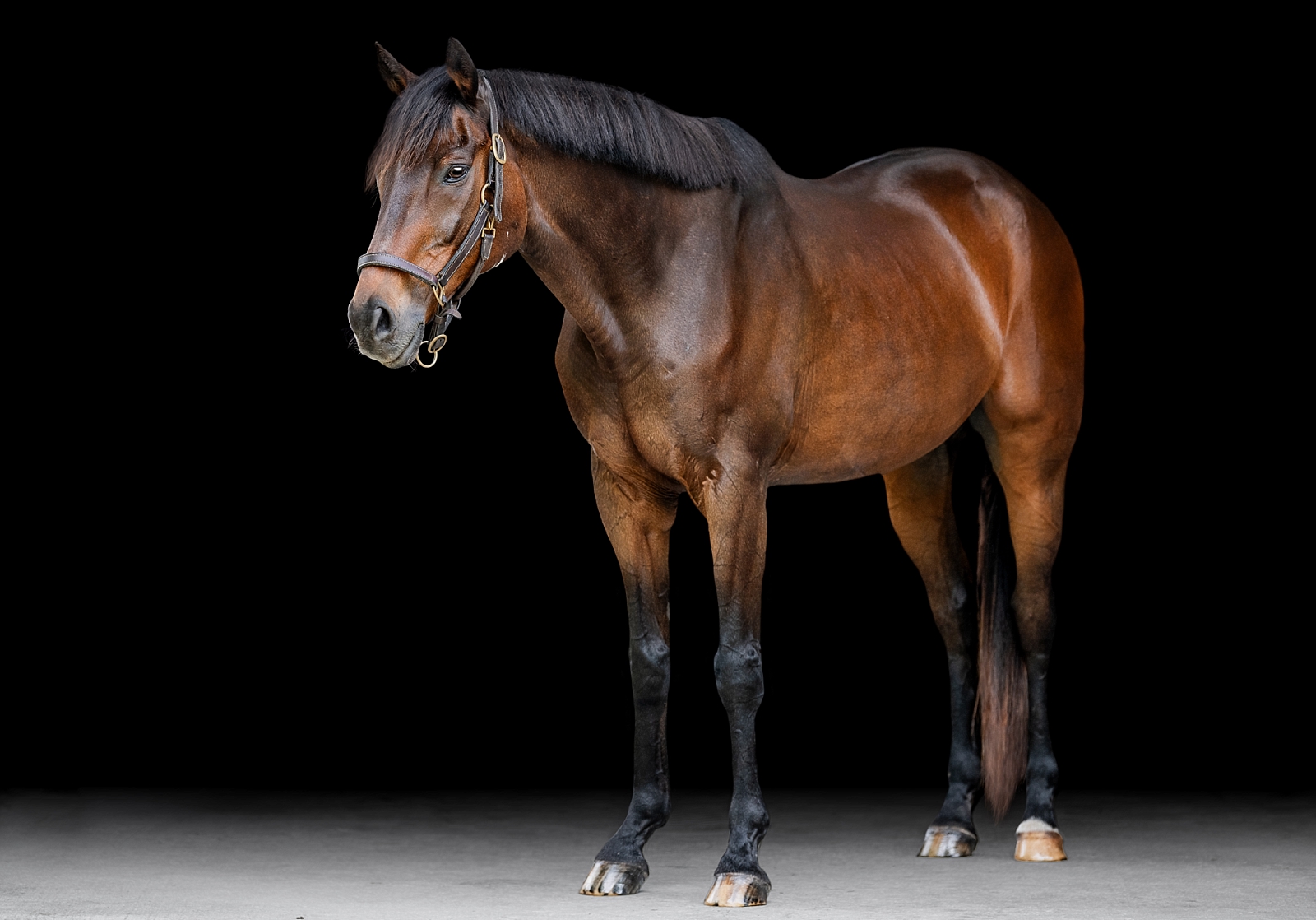 Thoroughbred photographer in Ocala takes fine art photos of retired racehorse.