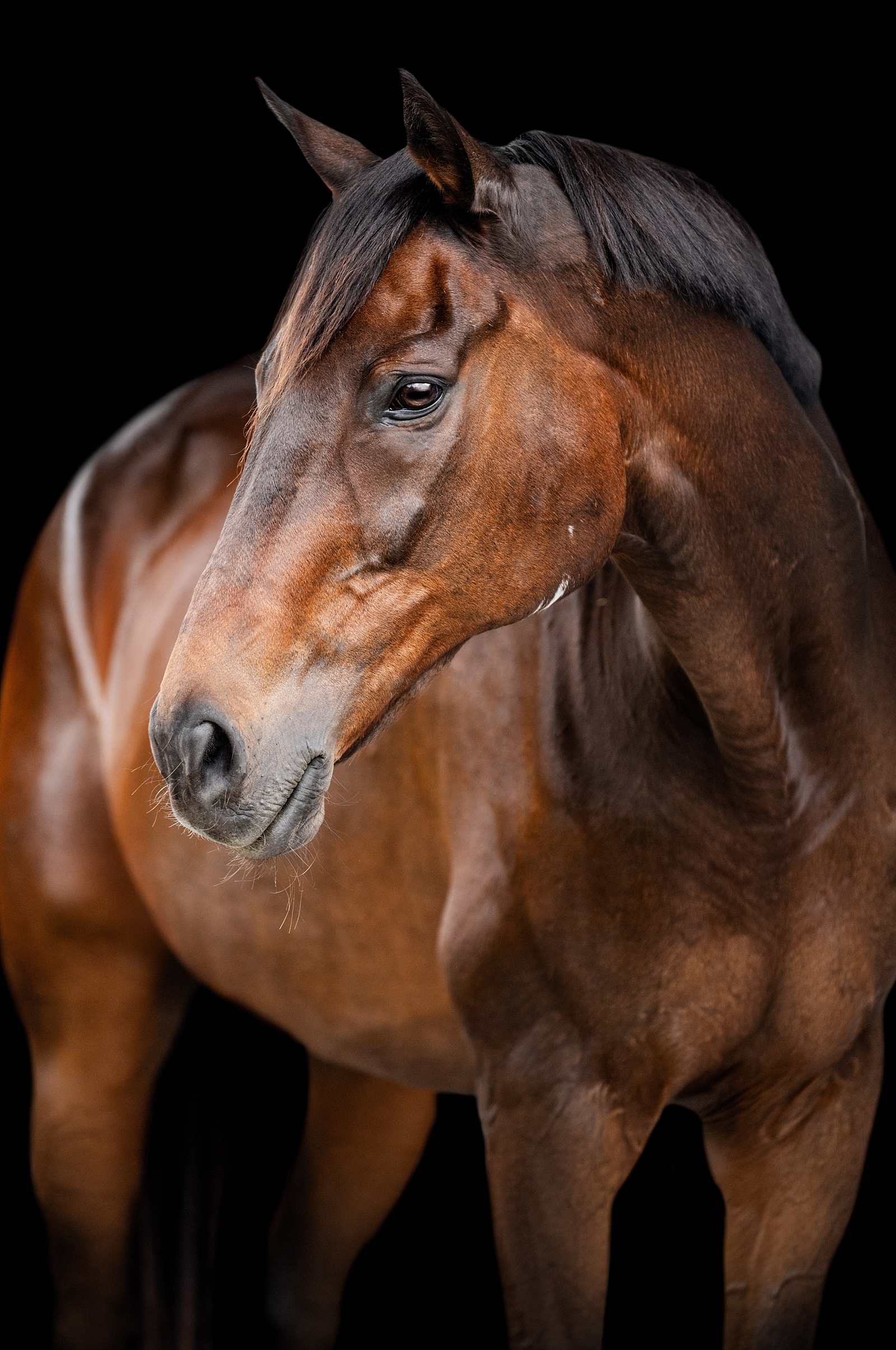 Thoroughbred photographer in Ocala takes fine art photos of retired racehorse.