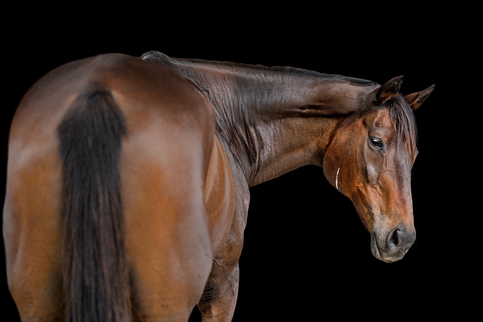 Thoroughbred photographer in Ocala takes fine art photos of retired racehorse.