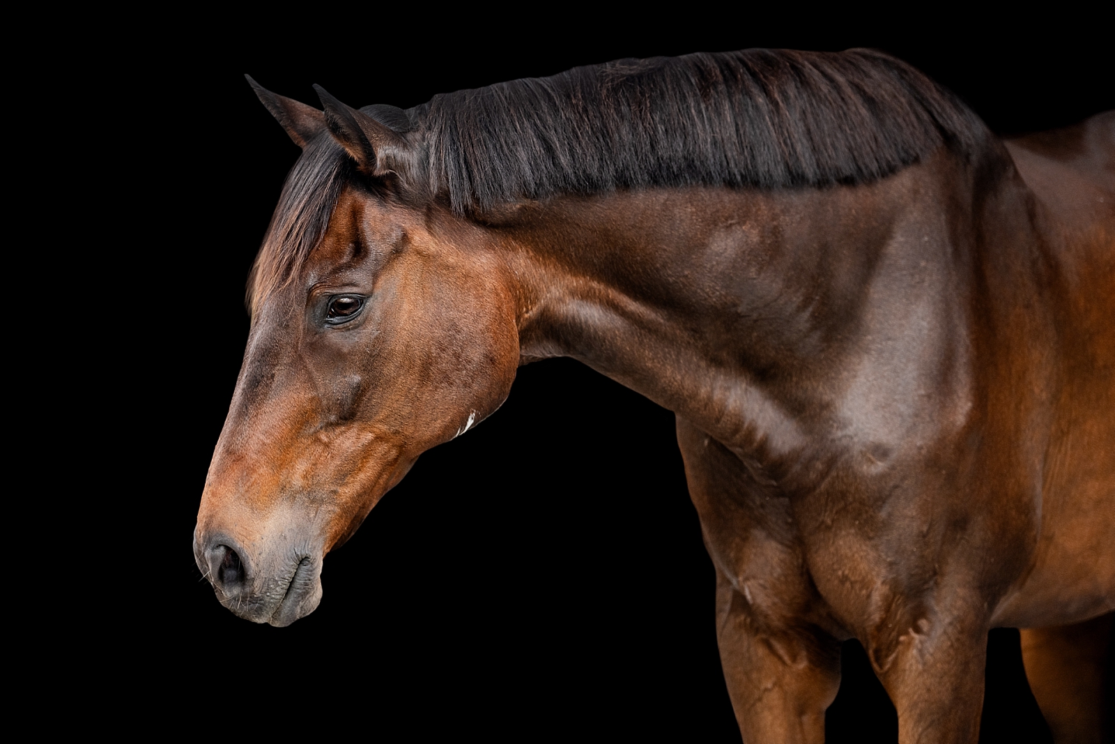 Thoroughbred photographer in Ocala takes fine art photos of retired racehorse.