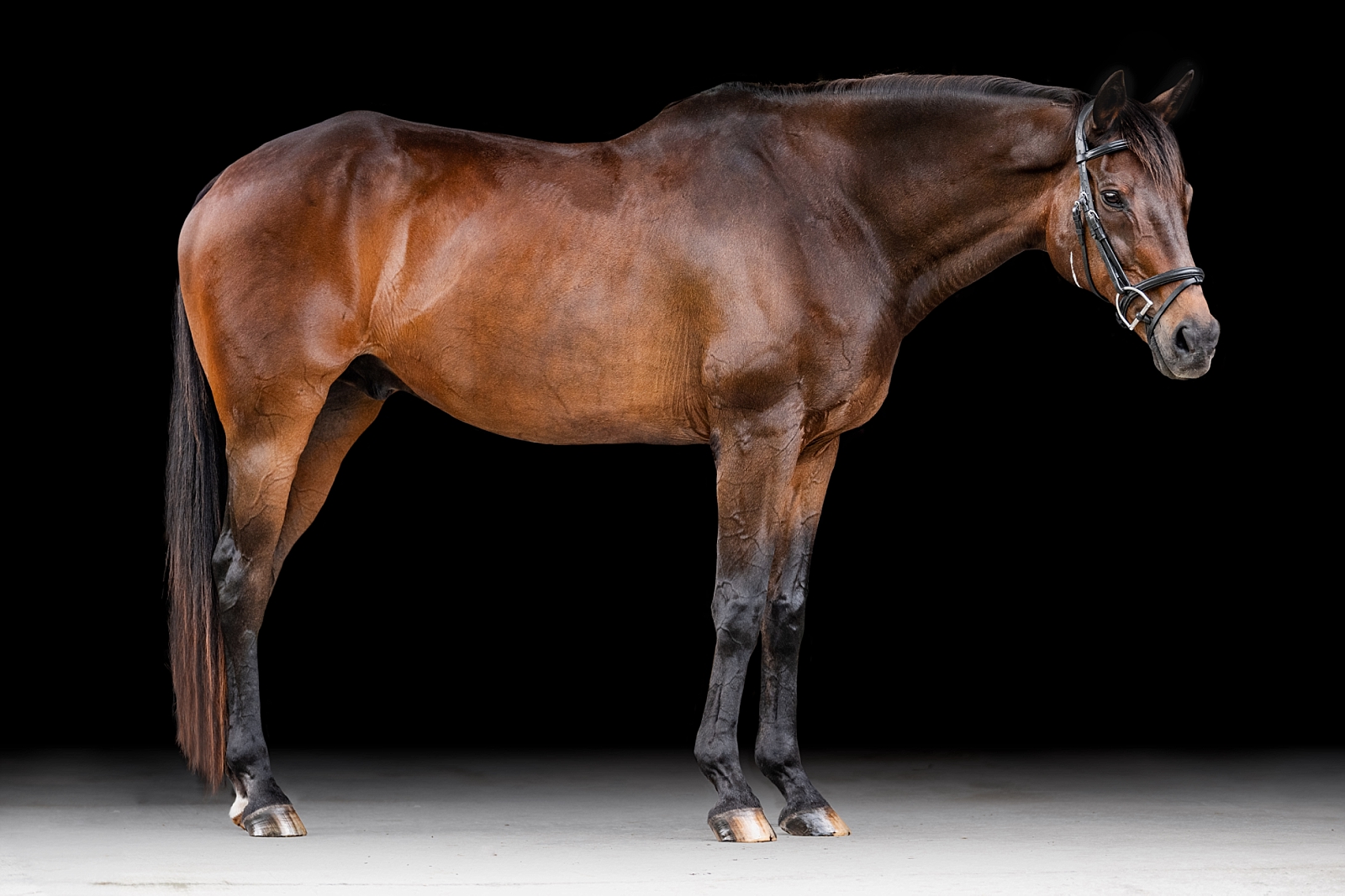 Thoroughbred photographer in Ocala takes fine art photos of retired racehorse.