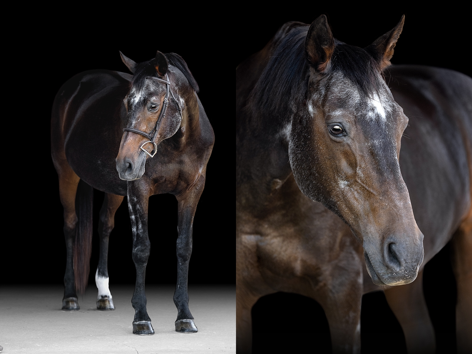 Fine art equine portraits in Tallahassee, FL by professional horse photographer.