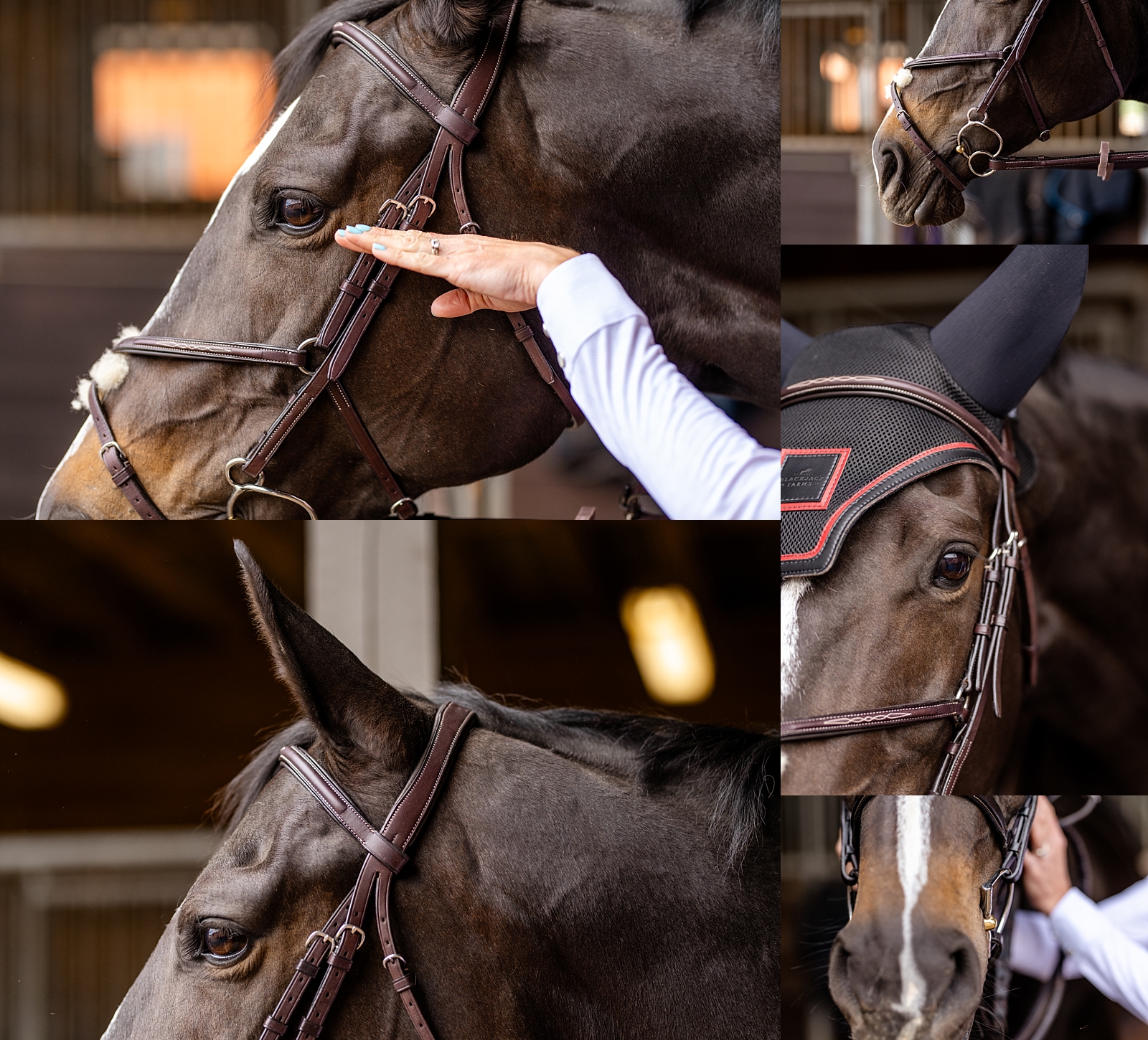 A Bit Above Equine is a bridle and bit fitting business based in the southeast. Branding photos for equestrians to create enticing social media posts.