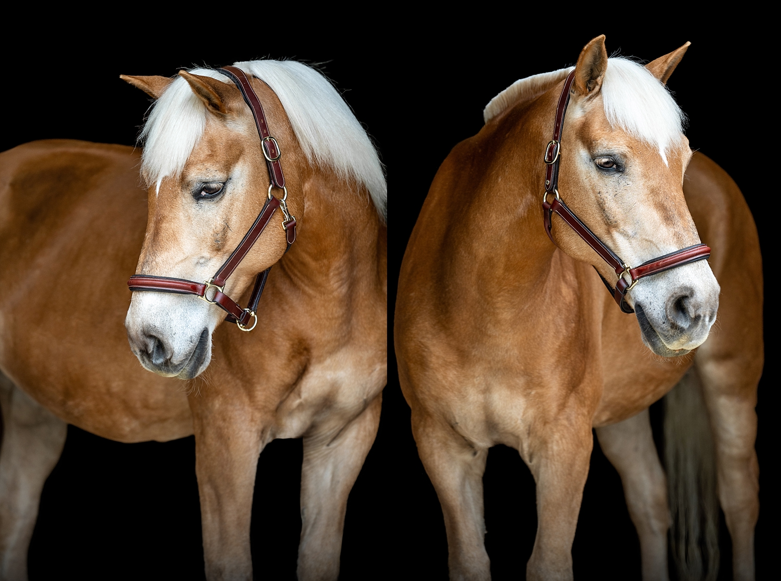 Equine fine art portraits in Atlanta. Atlanta horse photographer takes photos of Haflinger gelding on a black background.