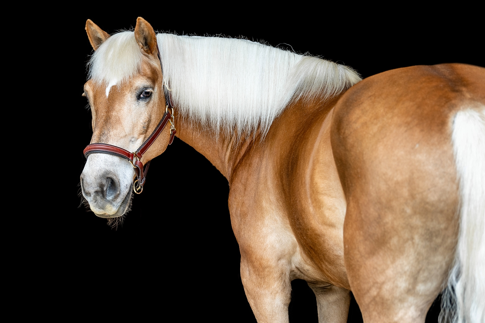 Equine fine art portraits in Atlanta. Atlanta horse photographer takes photos of Haflinger gelding on a black background.