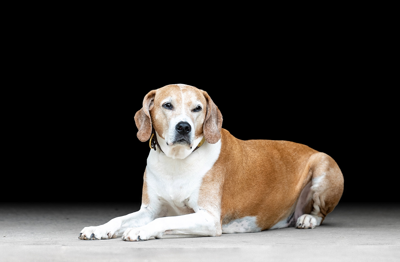 Equine fine art portraits in Atlanta. Atlanta horse photographer takes photos of Haflinger gelding with his little sister, a brown and white dog, on a black background. Fine art portraits of horse and dog together.