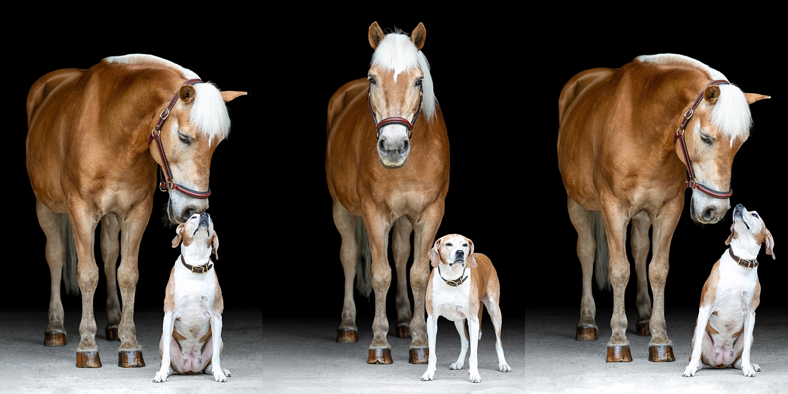 Equine fine art portraits in Atlanta. Atlanta horse photographer takes photos of Haflinger gelding with his little sister, a brown and white dog, on a black background. Fine art portraits of horse and dog together.